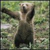 Bear cub avatar