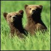 Bear cubs avatar