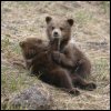 Bear cubs 2 avatar