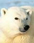 Bear jpg avatar