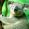 Koala bear in tree avatar