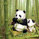 Pandas Eating Bamboo avatar