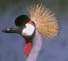 African Crowned Crane avatar