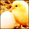 Baby Chick avatar