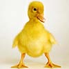 Baby Goose avatar