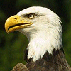 Bald Eagle avatar