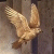 Bird avatar