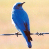 Blue Bird avatar