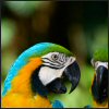 Blue Macaws avatar