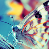 Blue tinted butterfly avatar