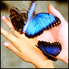 Butterflies avatar