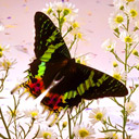 Butterfly among flowers avatar