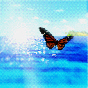 Butterfly on the ocean avatar