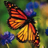 Butterfly gif avatar