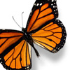 Butterfly 2 jpg avatar