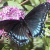 Butterfly 3 avatar