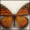 Monarch Butterfly avatar