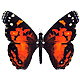 Orange butterfly avatar