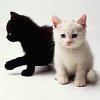 B and W Kittens 2 avatar