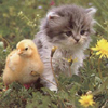 Baby Goose and Kitten 18 22 avatar