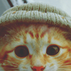 Beanie cat avatar
