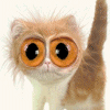Big eyes cat avatar