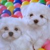 Ball pit doggies avatar