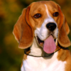 Basset hound avatar