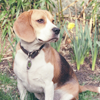 Beagle dog avatar