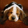 Beagle sleeping avatar