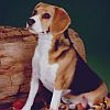 Beagle jpg avatar