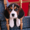 Beagle 2 avatar