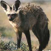 Bat-eared fox avatar