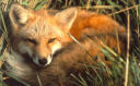 Fox in the bush avatar