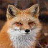 Foxy sly avatar