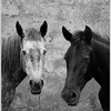 Black and white horses avatar