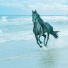 Horse in sea avatar