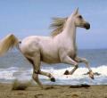 Horse running on the beach avatar