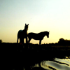 Horse silhouette avatar