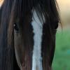 Horse up close avatar