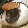 Bunny with a Pancake on its Head avatar