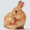 Bunny 2 gif avatar