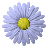 Daisy flower avatar