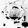 Dirty rose avatar