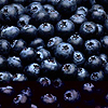 Blueberries avatar
