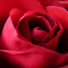 Center of a rose avatar