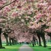 Cherry blossom path avatar