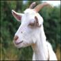 Billy goat avatar