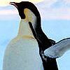 Emperor Penguin avatar