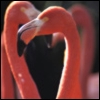 Flamingos avatar